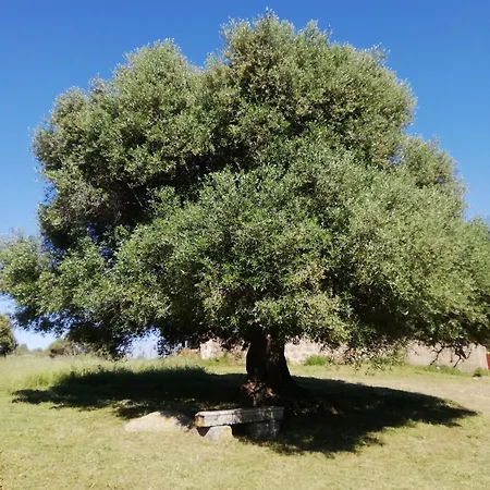 Stazzo Mit Garten In Holiday home Luogosanto