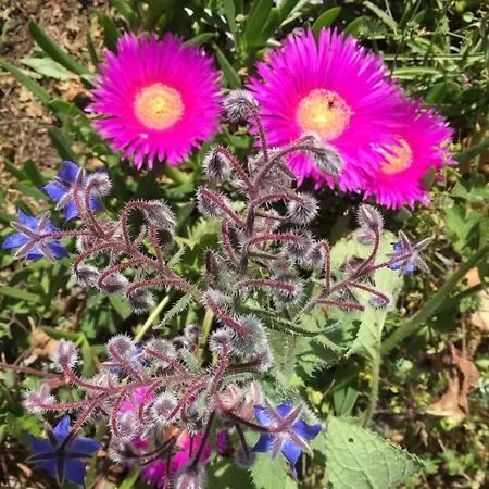 Stazzo Mit Garten In